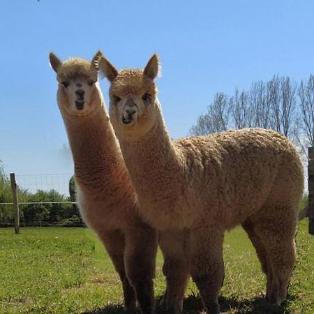 Domaine Ramonjavel, Glamping & Alpaca'S Acomodação com café da manhã Fongrave Exterior foto