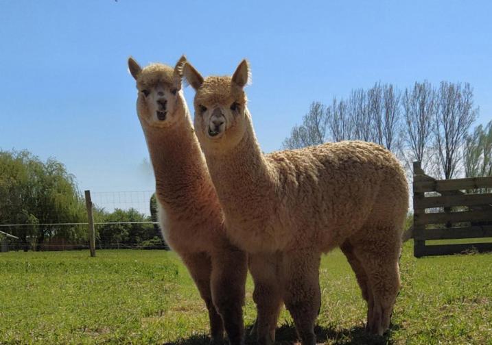 Domaine Ramonjavel, Glamping & Alpaca'S Acomodação com café da manhã Fongrave Exterior foto