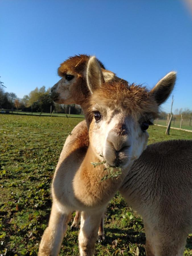 Domaine Ramonjavel, Glamping & Alpaca'S Acomodação com café da manhã Fongrave Exterior foto